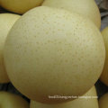 Good Quality of Chinese Fresh Golden Pear